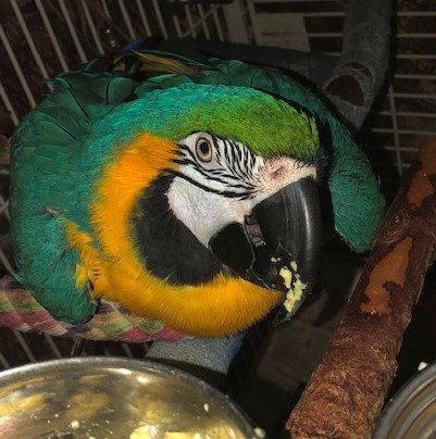 Tiki - Blue and Gold Macaw