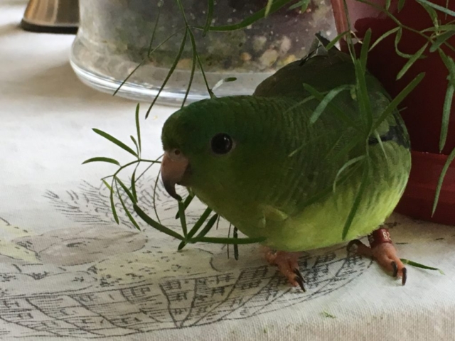 Trixie - Lineolated Parakeet